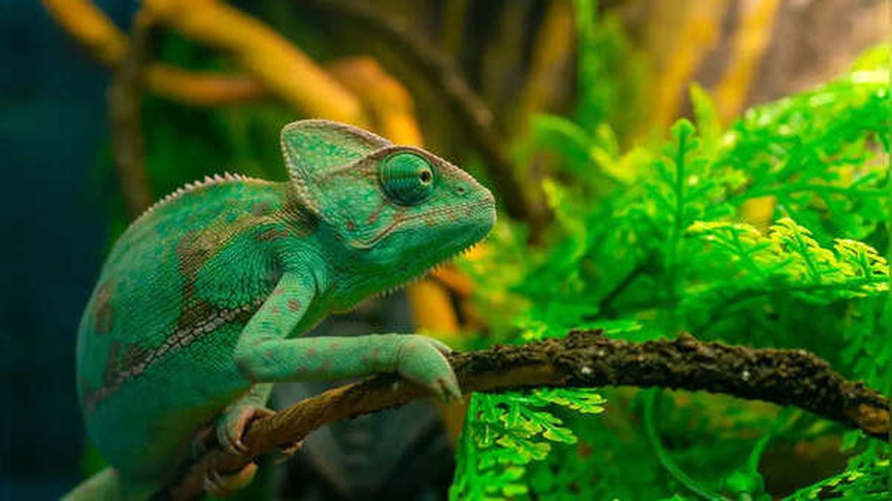 Color-Changing Animals: Nature's Astonishing Form