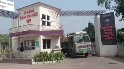 Massive Groundnut Arrivals at Mahuva Yard, Space Runs Short