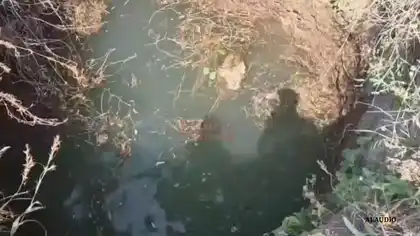 Lion Cub Rescued from Well in Amreli, Reunited with Its Pride