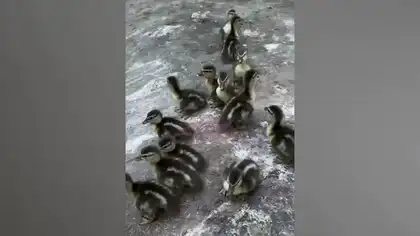 Ducklings Rescued at SAL Hospital and Reunited With Their Mother