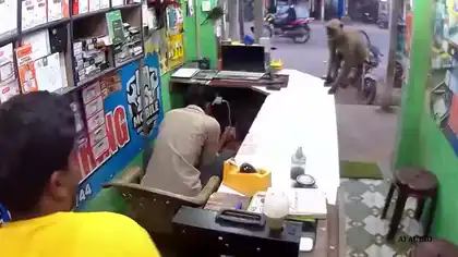 Monkey Suddenly Approaches Man and Gives Him an Unexpected Hug