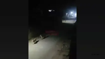 Lion Family Sightings in Gir Gadhada Raise Safety Concerns Among Villagers