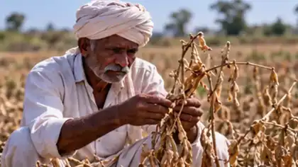 Gujarat Declares Four Districts Drought Affected, Announces Farmer Relief