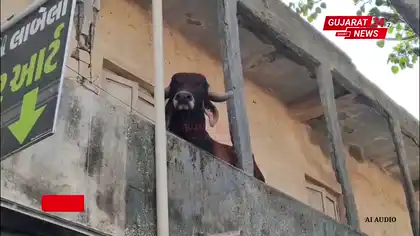 Bull Trapped on House Terrace for Over 24 Hours in Maliya Hatina